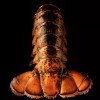 Today Gourmet Foods- Maine Lobster Tails 10oz-12oz - 2 Tails