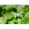 SAFLAX - Organic - Plain Leaved Parsley - 600 Seeds