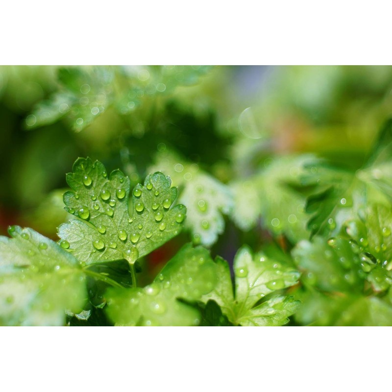 SAFLAX - Organic - Plain Leaved Parsley - 600 Seeds