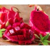Seed-Top 250 Dragon Seeds Mix Pitahaya Rare varieties pitaya Easily