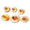 Florida Shells and Gifts 100 Beautiful Small Nerita Peloronta Shells