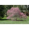 Tree Ann Magnolia Tree/Shrub - 6-12" Tall Live Plant -