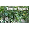 Live Pepper Serrano Plant Vegetables Plant Fit 4" Pot