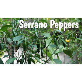 Live Pepper Serrano Plant Vegetables Plant Fit 4" Pot