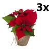 Bambelaa! Pack of 3 Christmas Star Artificial Window Realistic Christmas