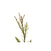 Coast Redwood | Medium Tree Seedling | The Jonsteen Company