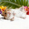 FiboPawer Hamster Sand Bath for Hamsters, Gerbils, Chinchillas, 2.2Lbs Less