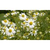 CEMEHA SEEDS - Seeds German Chamomile Perennial Herbs for Planting