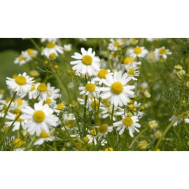 CEMEHA SEEDS - Seeds German Chamomile Perennial Herbs for Planting 2500 Seeds