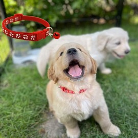 12 pcs/Set Soft Puppy Collars Puppy Whelping Collars with Bells - Adjustable Reusable Washable Baby Dog ID Bands Pet Identification for Breeders (12pcs Multicolor)