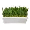 1010 Microgreen Tray, White No Hole 10 Pack Extra Strength