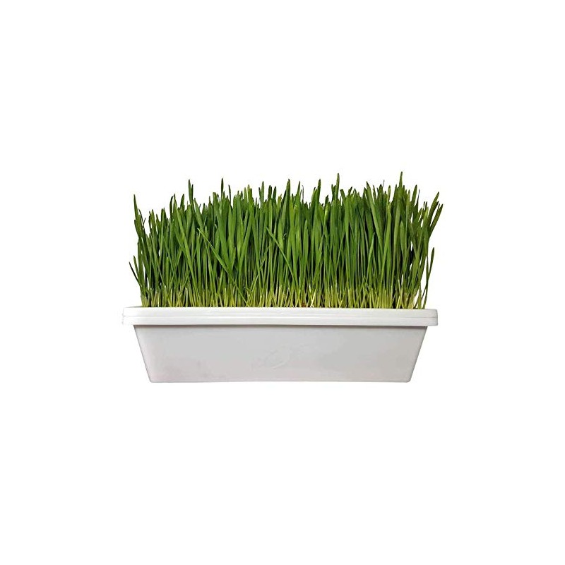 1010 Microgreen Tray, White No Hole 10 Pack Extra Strength