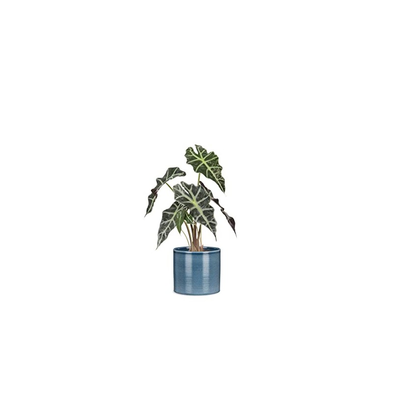 Scheurich Set of 2 Ceramic Flower Pots, Colour: Blue Jeans,