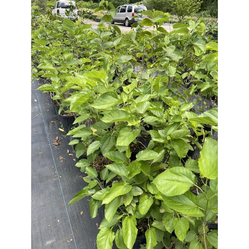 Tree MULBERRY TREE (Pakistan Variety) 3 Feet Tall.