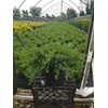 Green Promise Farms JUNIPERUS CONFERTA `Blue Pacific` (‎Shore Juniper) Shrub,