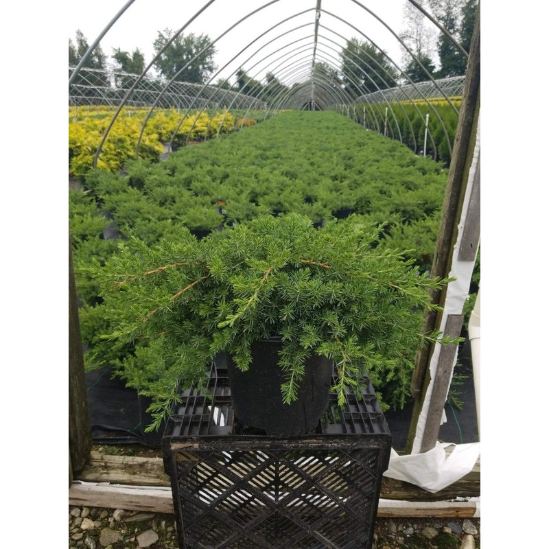 Green Promise Farms JUNIPERUS CONFERTA `Blue Pacific` (‎Shore Juniper) Shrub,