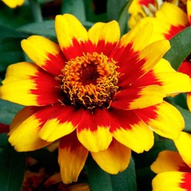 Park Seed Profusion Red Yellow Bicolor Zinnia Seeds - Pack of 100 Seeds, AAS and Fleuroselect Award Winner, Disease-Resistant, Vibrant Red & Yellow Blooms, Compact and Floriferous