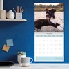 Baker and Bray Boston Terrier Calendar 2025, Large Square Wall