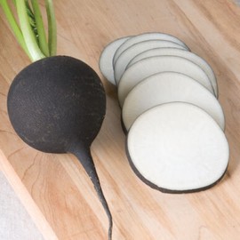 Black Spanish Radish 370 Seeds, Heirloom Golden Radish, Non-GMO Open Pollinated Heirloom Radish Seeds