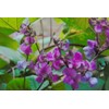 15PCS Purple Hyacinth Bean Seeds Dolichos Lablab Climbing Vine Non-GMO