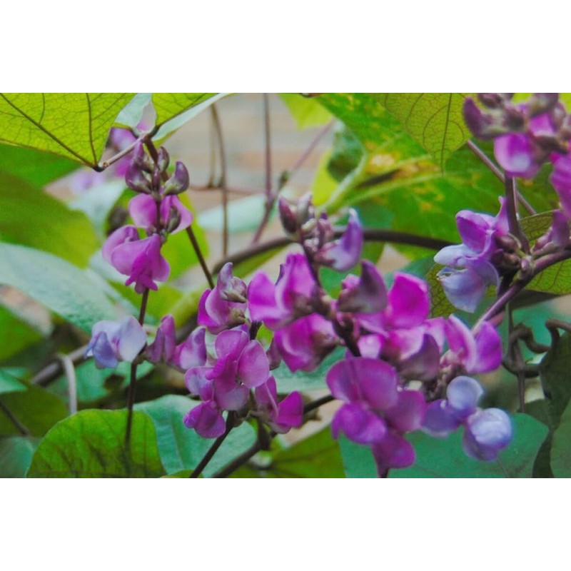 15PCS Purple Hyacinth Bean Seeds Dolichos Lablab Climbing Vine Non-GMO