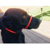 L&J Pets UK All in one Headcollar Lead/Halter/Head Collar To