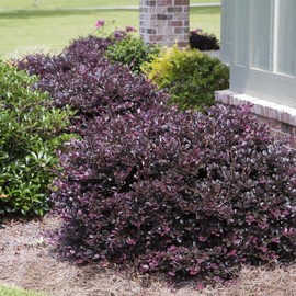 Loropetalum Plum Delight | 1 Large Gallon Size Plants | Chinese Fringe Flower | Evergreen Flowering Shrub