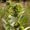 Outsidepride Lespedeza Capitata - 2000 Seeds
