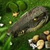 12.6 Inches Floating Alligator Head Pool Accessories Float Alligator Fake