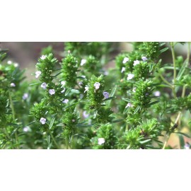 Southeast Seeds Common Thyme Seeds, Thymus vulgaris, NON-GMO, Variety Sizes, FREE SHIPPING - 25k Seeds or 1/8 OZ
