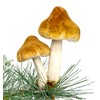 Mushroom Clip Ornaments - Set of 3 Woodland Mushroom Decorations