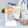 Human Shoulder Joint Model, Life Size Flexible Anatomically Accurate Shoulder