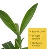 6 White Oleander Shrubs | Live Plants in 2.5-inch Nursery