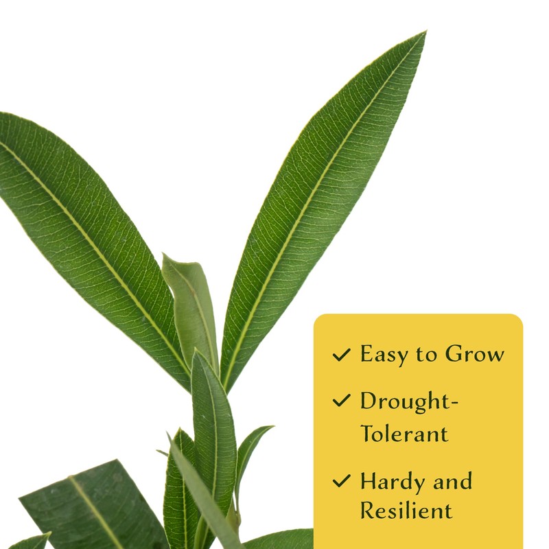 6 White Oleander Shrubs | Live Plants in 2.5-inch Nursery