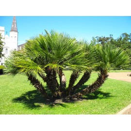 TomorrowSeeds - European Fan Palm Tree Seeds - 15+ Count - for 2025 Planting Chamaerops Humilis Mediterranean Dwarf Bush Rock Palmito Tropical Perennial Trees Perennial Grow Your Own Home Farm Patio