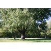 Tree Silver Maple Tree - 12-18" Tall - Live Plant