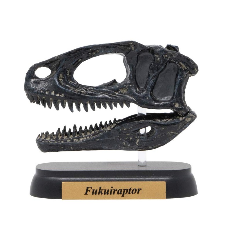 73510 Dinosaur hukuiraputoru Skull Mini Model (FDW – 510)