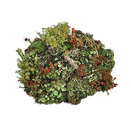 Tin Roof Treasure Live Lichen Assortment 4"x6" Bag for Terrariums and Fairy Gardens