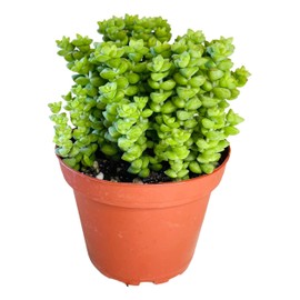 Crassula 'Tom Thumb',Succulents Plants Live Rooted in 4" Pot with Soil Mix, Rare House Plant for Home Indoor Holiday Wedding Garden Decor, DIY Projects, Party Favor Gift for Her by Fatplants