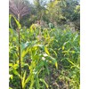 TomorrowSeeds - Painted Mountain Ornamental Corn (USDA Organic) Seeds -