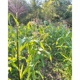 TomorrowSeeds - Painted Mountain Ornamental Corn (USDA Organic) Seeds - 90+ Count - for 2026 Planting Rainbow Gem Indian Maize Flint Dent Kernels Untreated Vegetable Grow Your Own Home Farm Patio