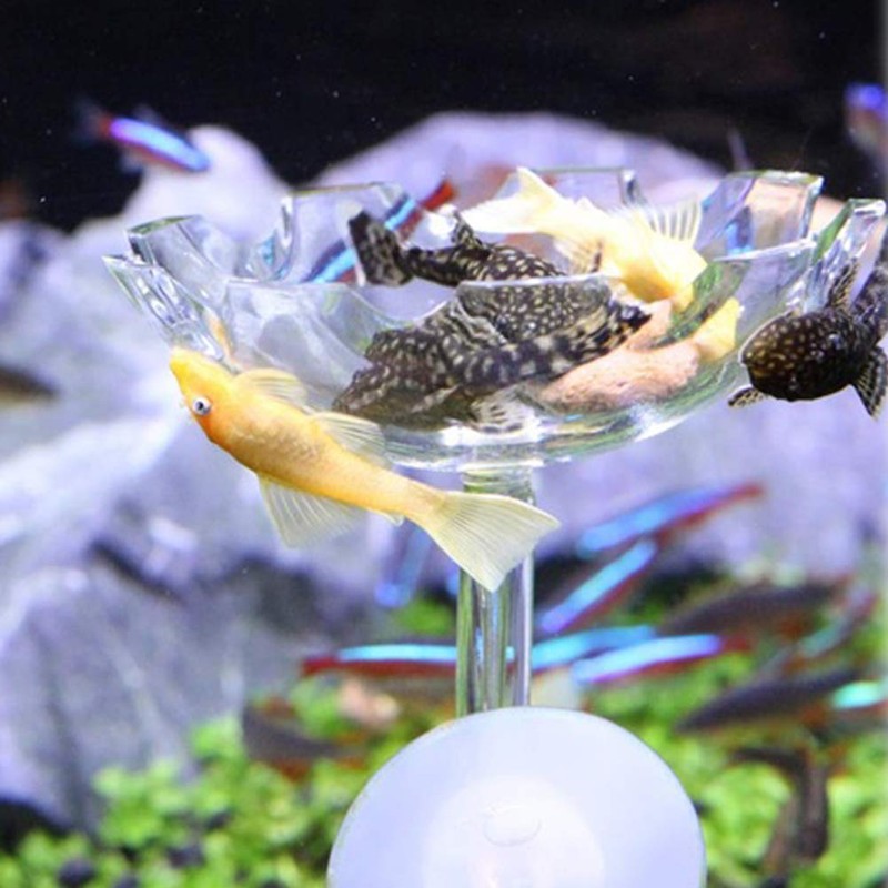 JZMYXA Shrimp Feeding Dish Shrimp Feed Dish, High Transparent Acrylic