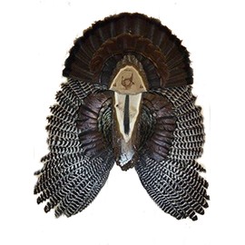 Turkey Fan Plaque/Turkey Mounting Kit/Turkey Hunting Turkey Fan and Beard Mount/Turkey Fan Mount And Display Kit/One Of A Kind Turkey Fan Mount Turkey Fan And Wing Mount