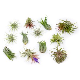 Air Plant Shop 12 Pack Assorted Ionantha Air Plants - Wholesale and Bulk - Succulents - Live Tillandsia - Easy Care Indoor and Outdoor House Plants
