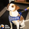 The Dodo Dog Harness, Blue Dodo Print, Size Small: Easy