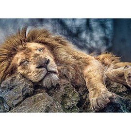 Trefl Sleeping Lion 1000 Piece Jigsaw Puzzle Red 27"x19" Print, DIY Puzzle, Creative Fun, Classic Jigsaw for Adults and Children from 12 Years Old