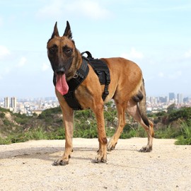 ICEFANG ICEFANG Tactical Mesh Dog Harness for Medium Dogs,Reflective Dog Molle Vest with Metal Buckles,Hook and Loop Panels,No Pulling Front Clip for Walking Hiking Training (Medium (Pack of 1), Black)