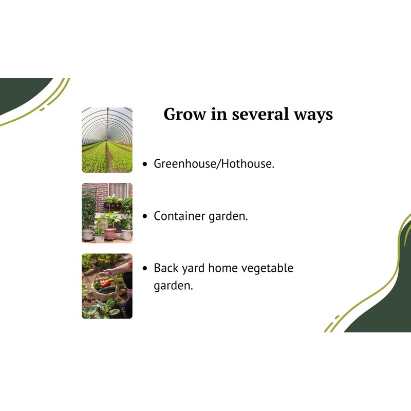 Crimson Sweet Watermelon Seeds for Planting - Premium Heirloom Seeds