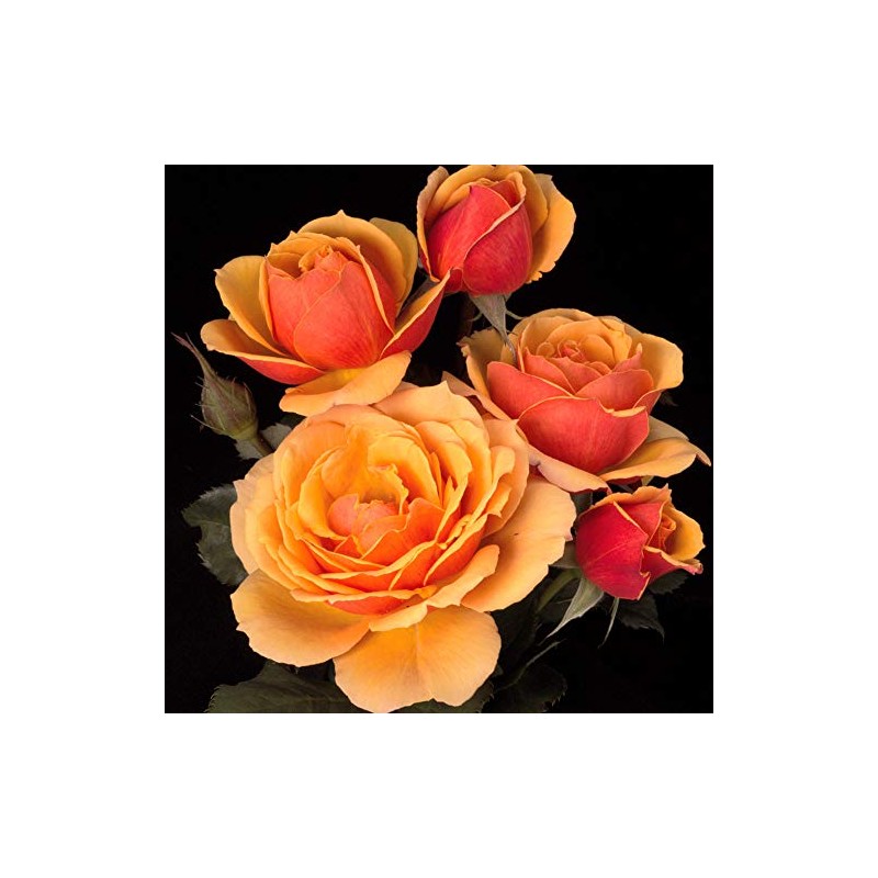 Own-Root One Gallon About Face™ Grandiflora Rose by Heirloom Roses