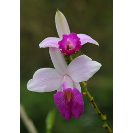 Bamboo Orchid Plant Shoots Roots Hawaiian - 3 Pack E3